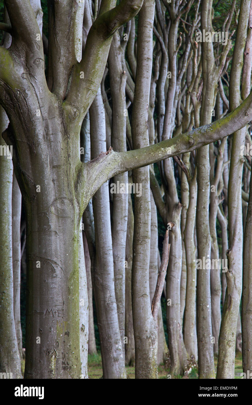Beech trees, shaped by strong sea winds, at Ghost Wood / Gespensterwald