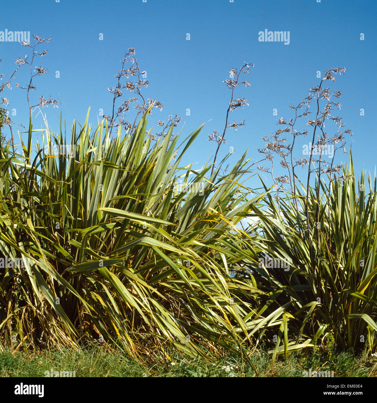 New Zealand Flax Bushes (pharminm Tenax) Stock Photo