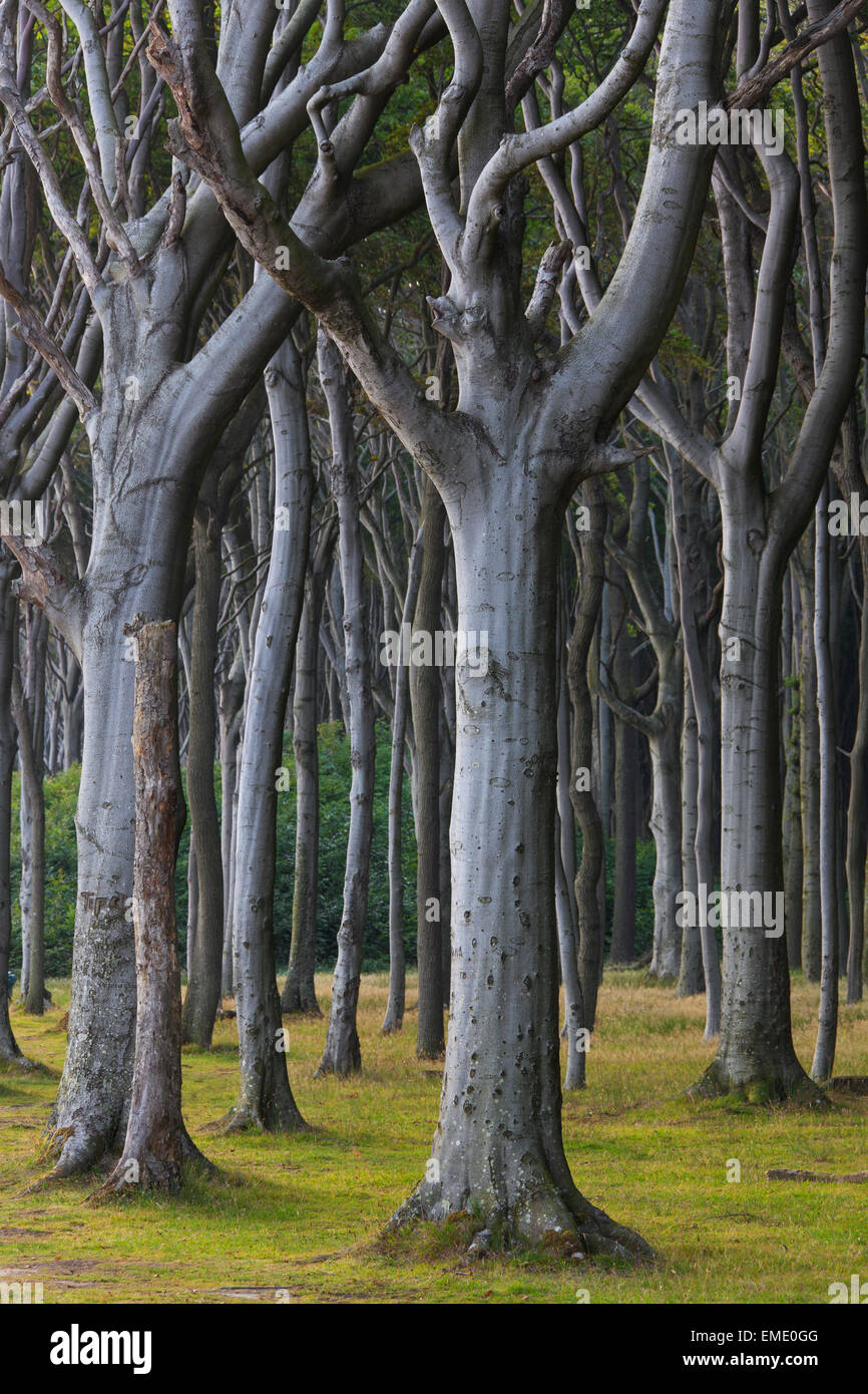Beech trees, shaped by strong sea winds, at Ghost Wood / Gespensterwald