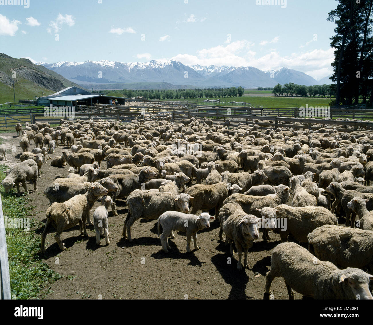 Canterbury New Zealand Sheep In Yards Upper Rangitata Stock Photo