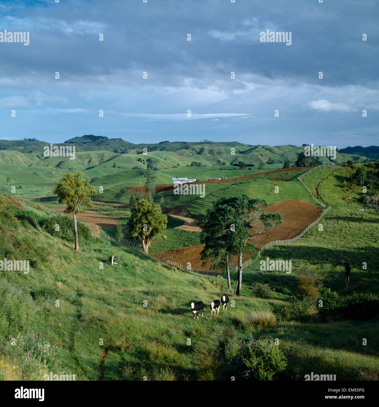 Waikato New Zealand Landscape South Of Te Kuiti Stock Photo Alamy