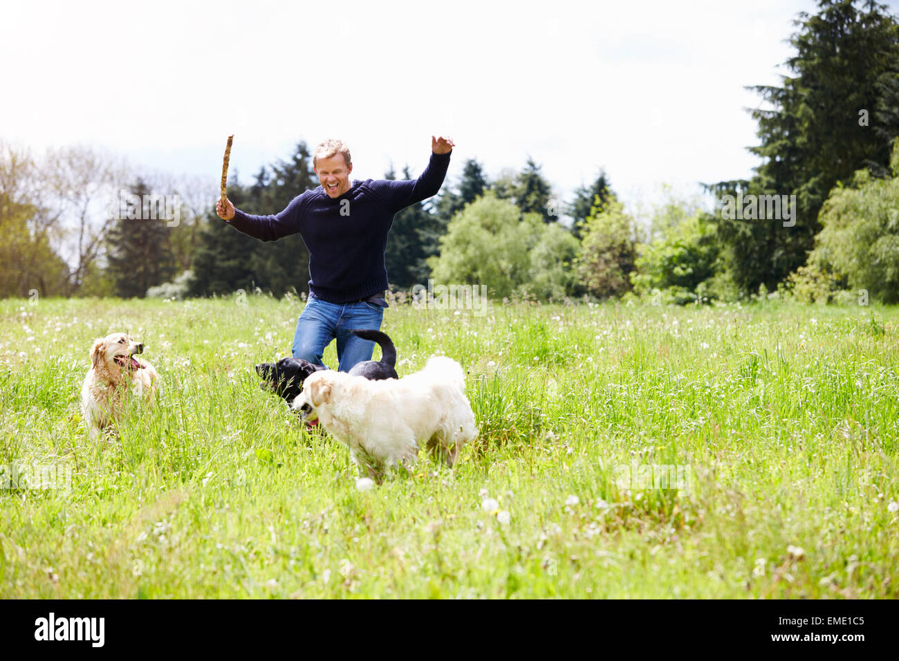 Man Exercising Dogs On Countryside Walk Stock Photo