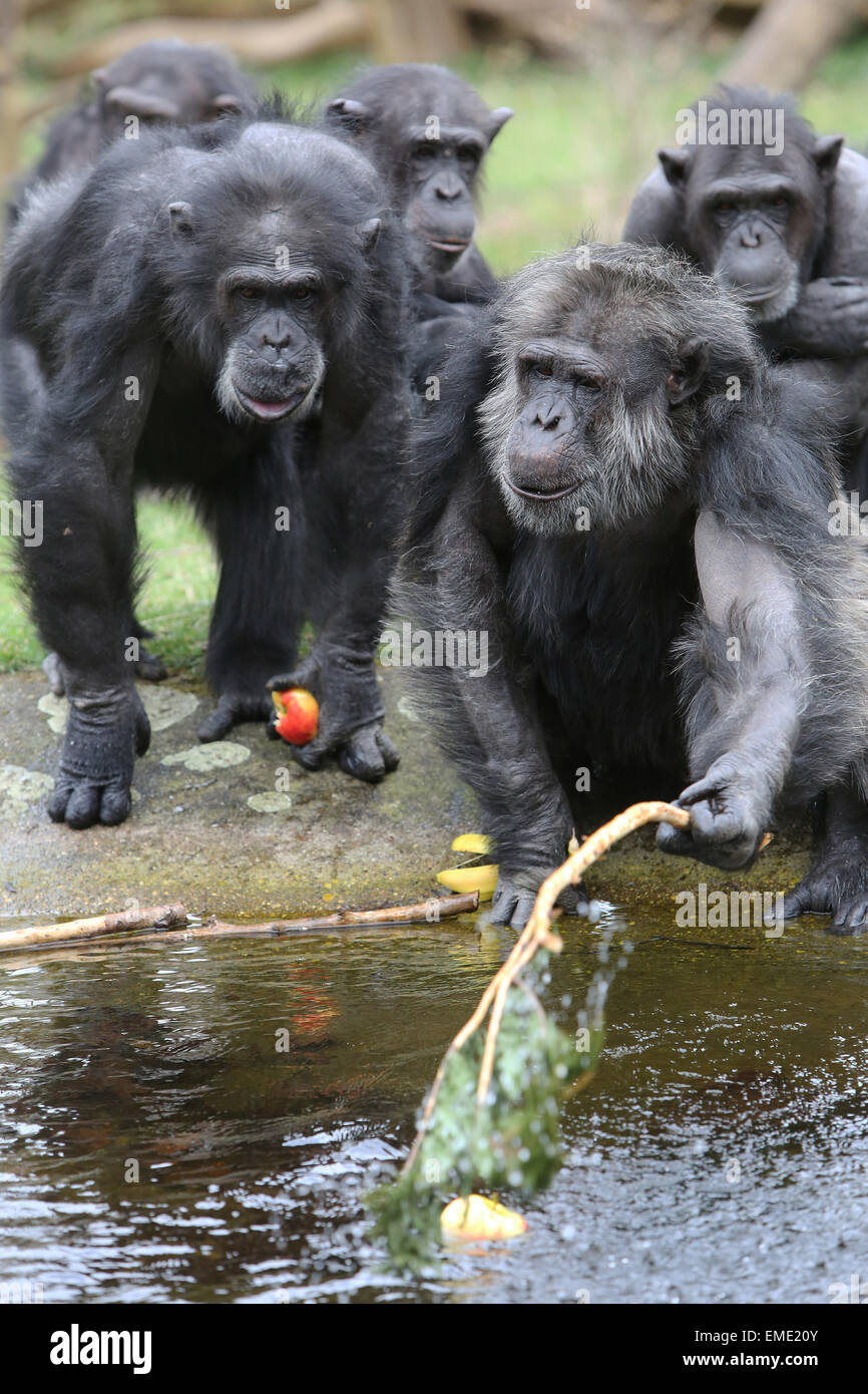 The chimpanzees of Burgers' Zoo use sticks to fish for bananas on a clothesline and apples in the water in Arnhem, the Netherlands, 17 April 2015. Earlier this week, a female chimpanzee named Tushi hit a drone with a stick. The video was publicised on hundreds of news media websites worldwide, including CNN and NBC, and has now tens of millions of views. Photo: VidiPhoto dpa - - NO WIRE SERVICE - Stock Photo
