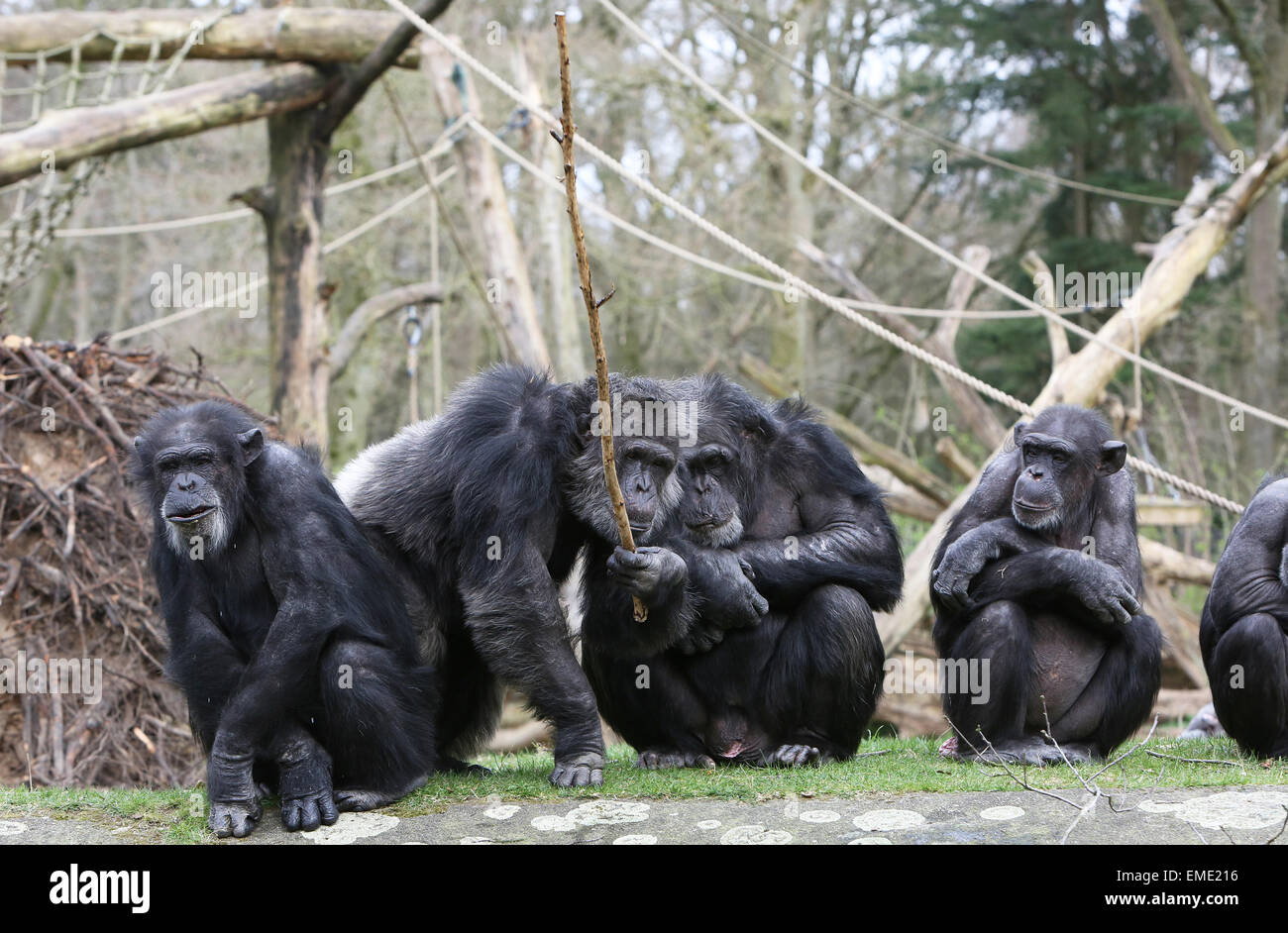 The chimpanzees of Burgers' Zoo use sticks to fish for bananas on a clothesline and apples in the water in Arnhem, the Netherlands, 17 April 2015. Earlier this week, a female chimpanzee named Tushi hit a drone with a stick. The video was publicised on hundreds of news media websites worldwide, including CNN and NBC, and has now tens of millions of views. Photo: VidiPhoto dpa - - NO WIRE SERVICE - Stock Photo