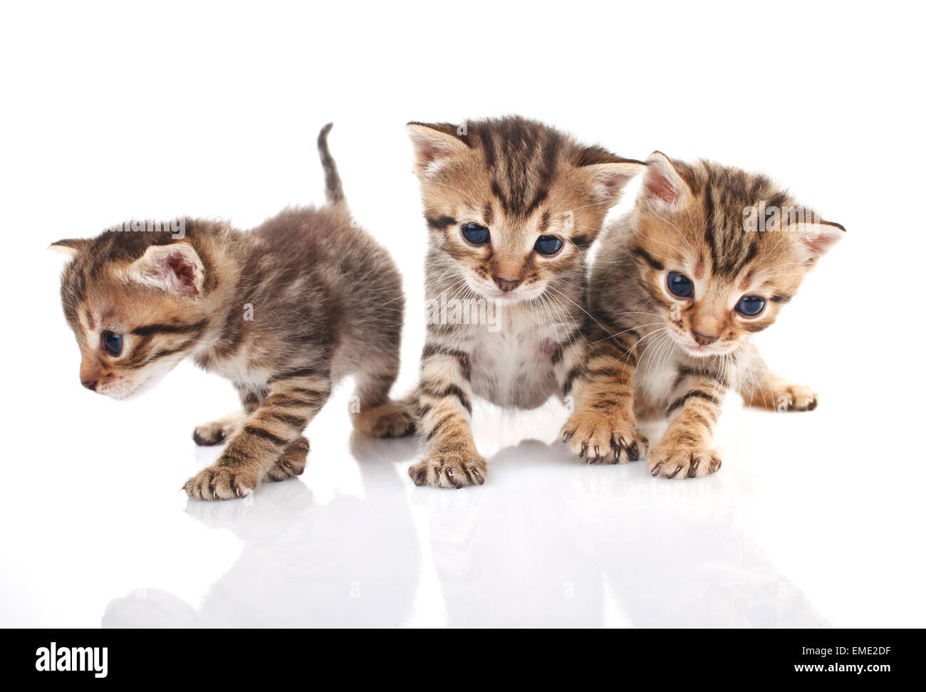 Three kitten isolated Stock Photo - Alamy