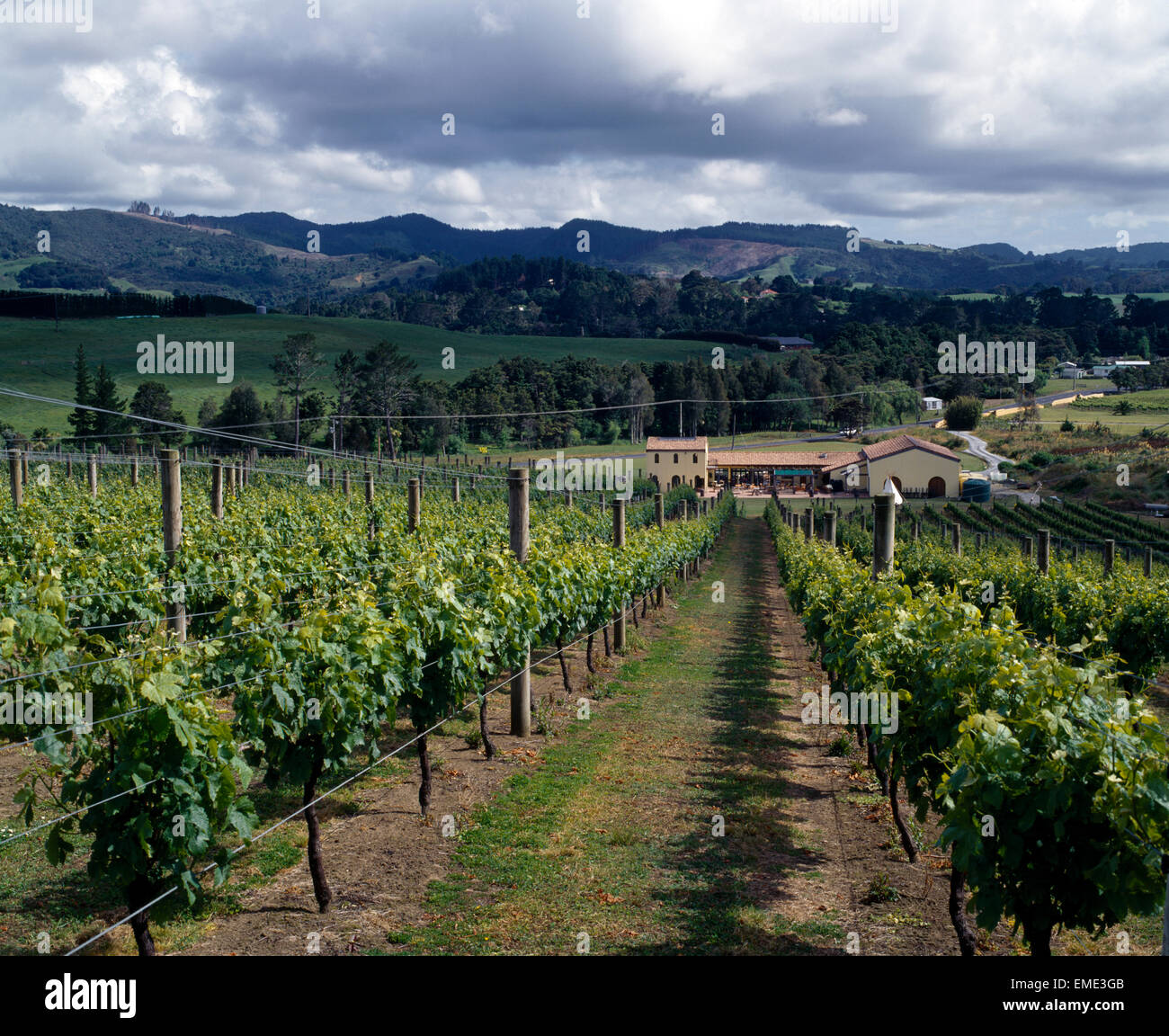 ascension vineyard matakana new zealand Stock Photo