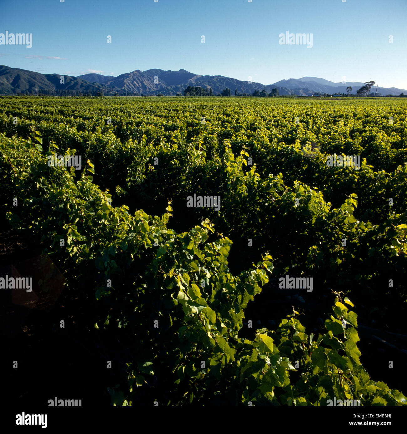 vineyard blenheim new zealand Stock Photo