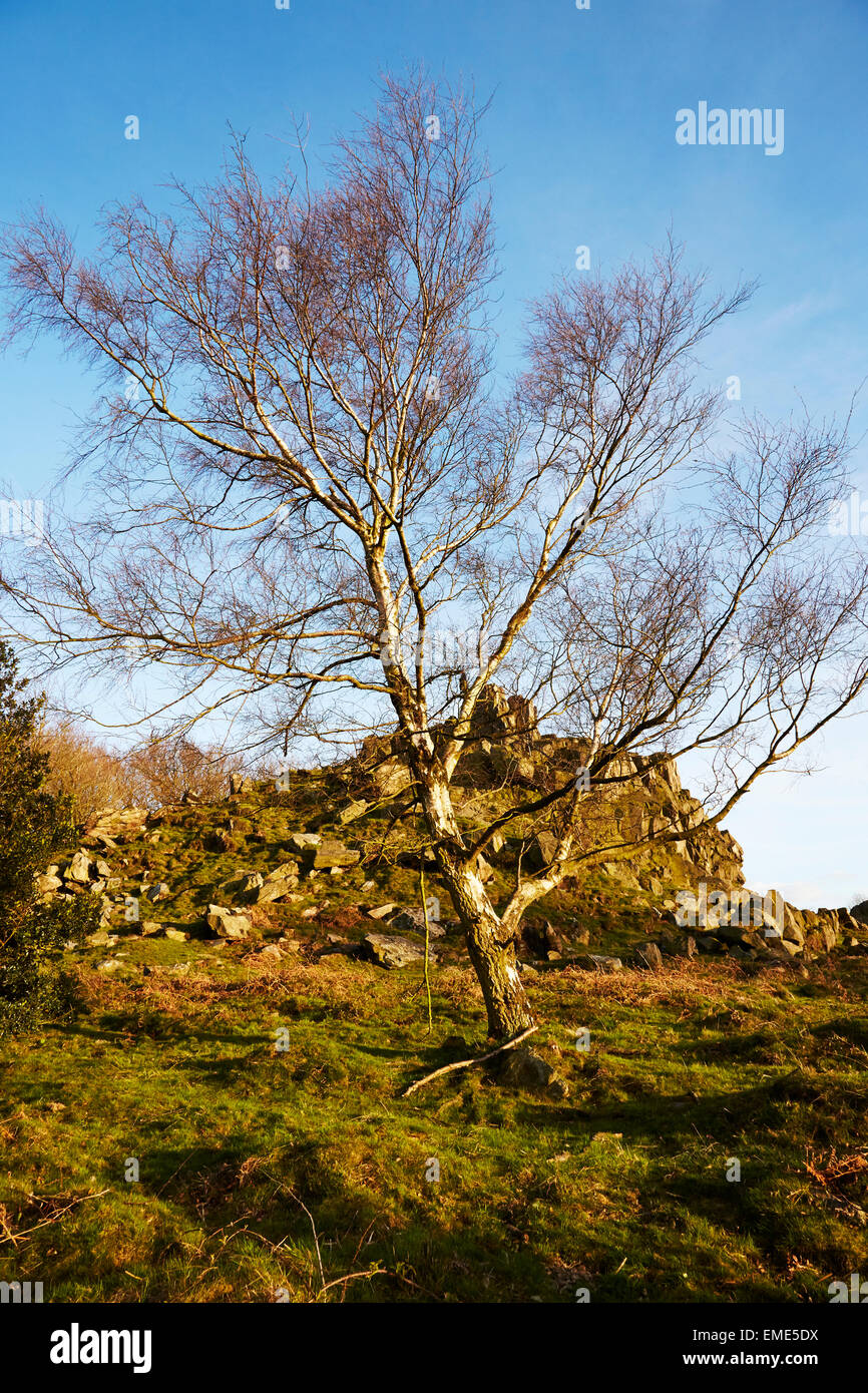 View of a tree at Beacon Hill Country Park, Leicestershire. Stock Photo