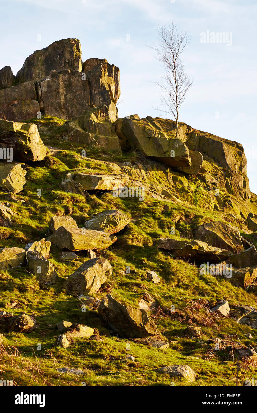 Young tree grows from rocks at Beacon Hill Country Park, Leicestershire. Stock Photo