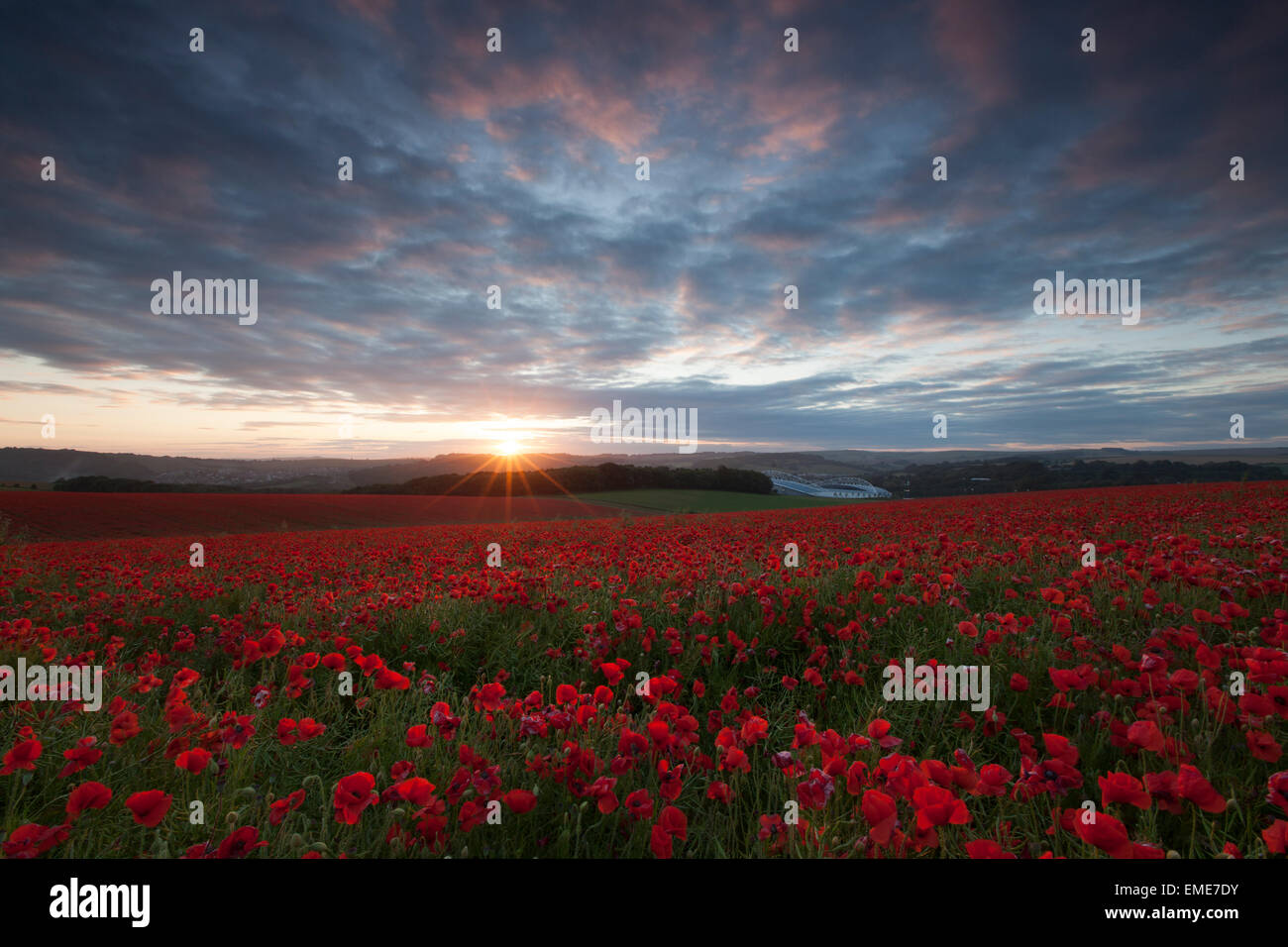 Poppy fields at sunset, South Downs Brighton with the Amex Stadium on the horizon Stock Photo