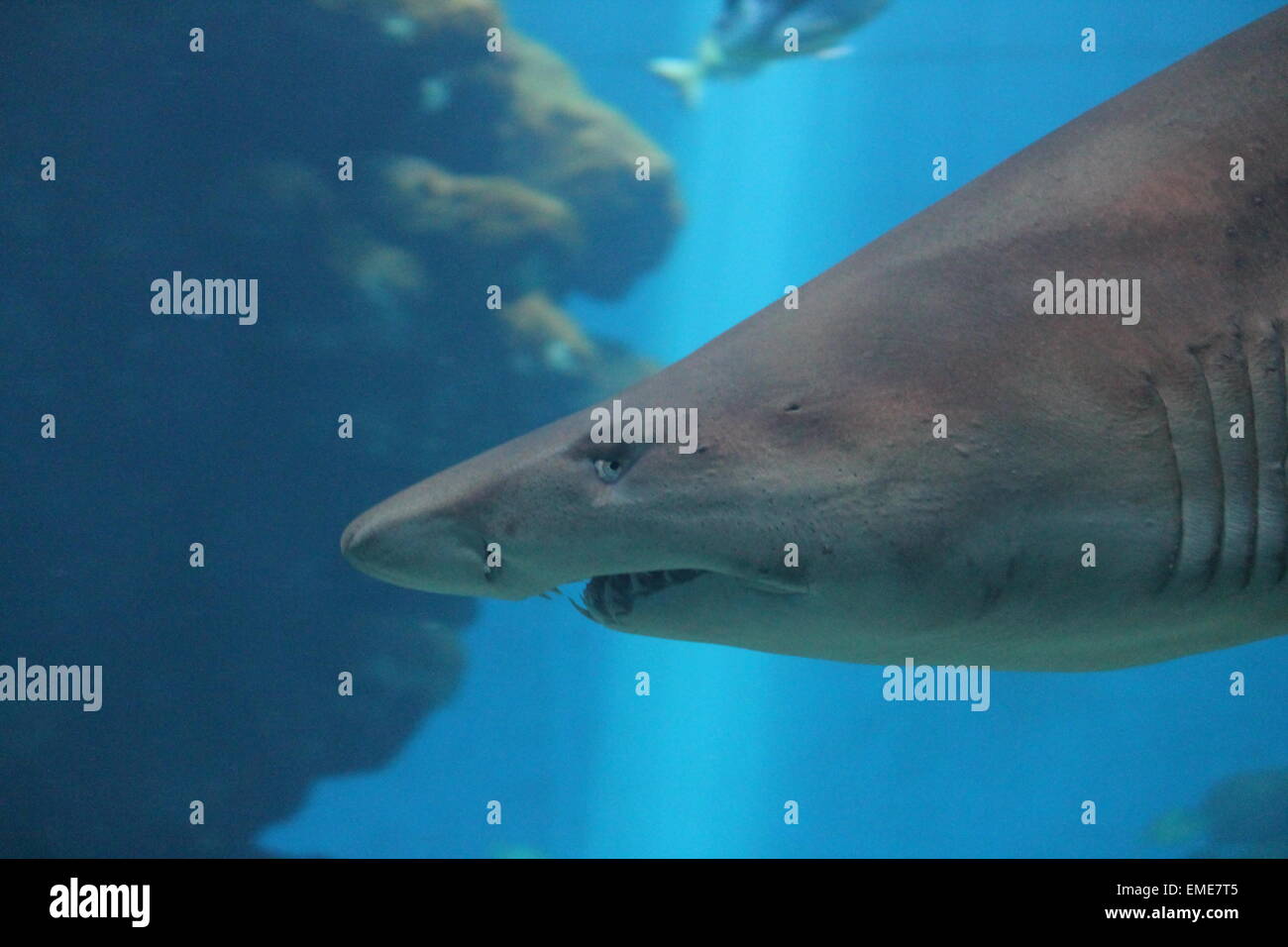 sand shark swimming underwater also know as a Sand Tiger Shark, grey nurse shark or ragged tooth shark Stock Photo