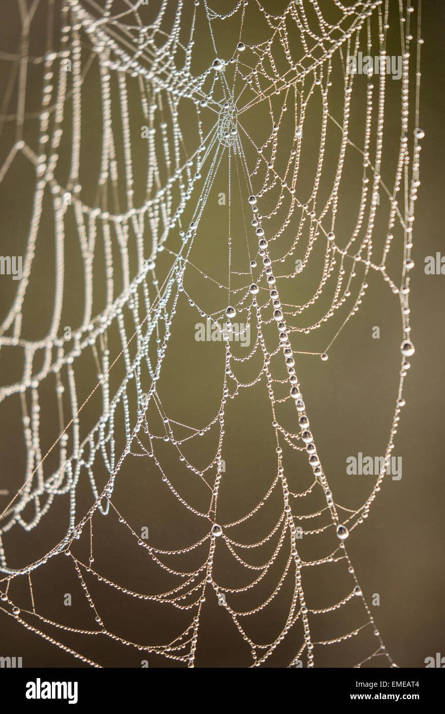 Morning dew drops on a spider web along the Anhinga Trail in the Florida Everglades National Park. Stock Photo