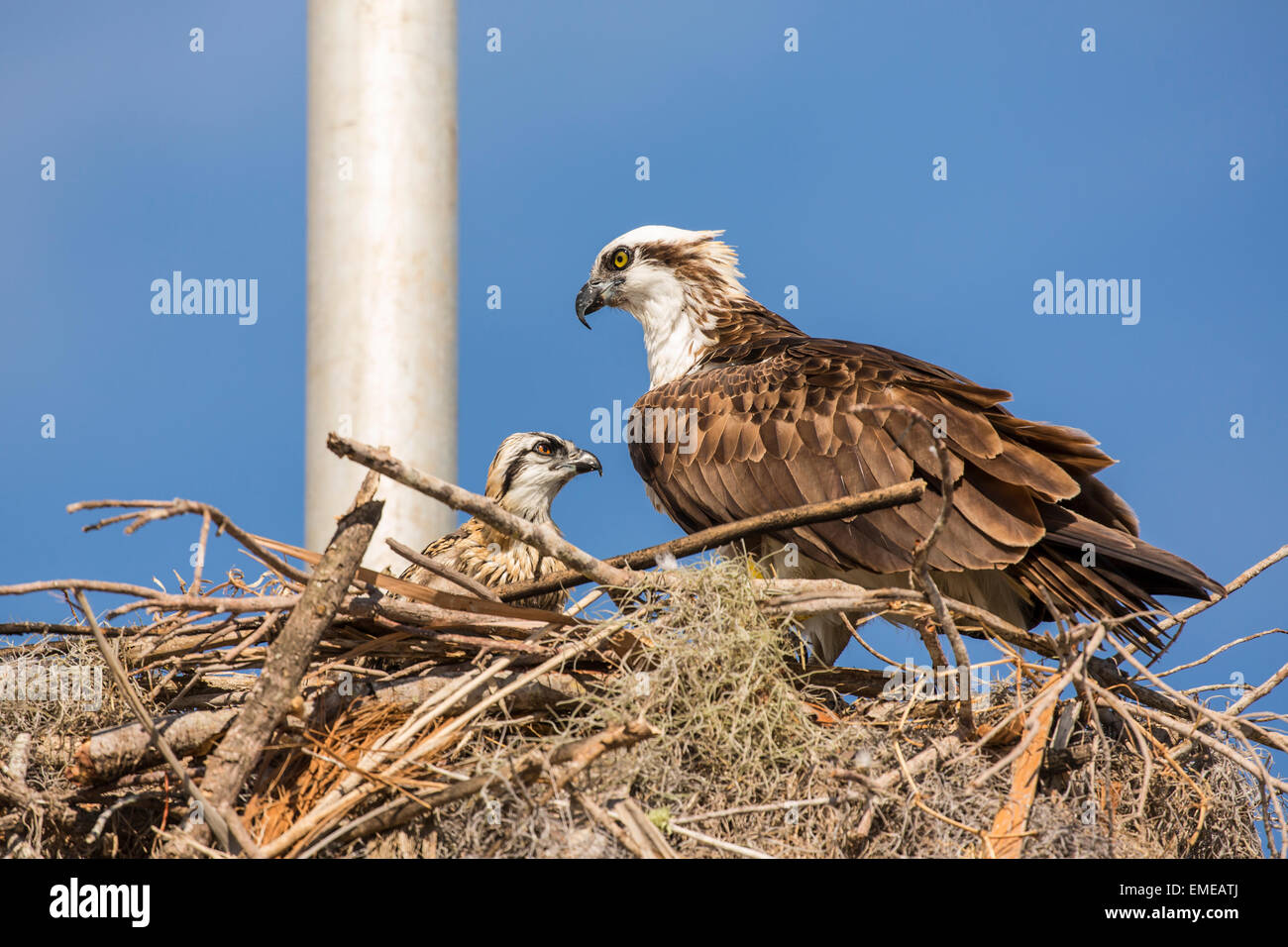 Osprey (Pandion haliaetus) nesting with it's nestling at the Flamingo visitor center in the Florida Everglades National Park. Stock Photo