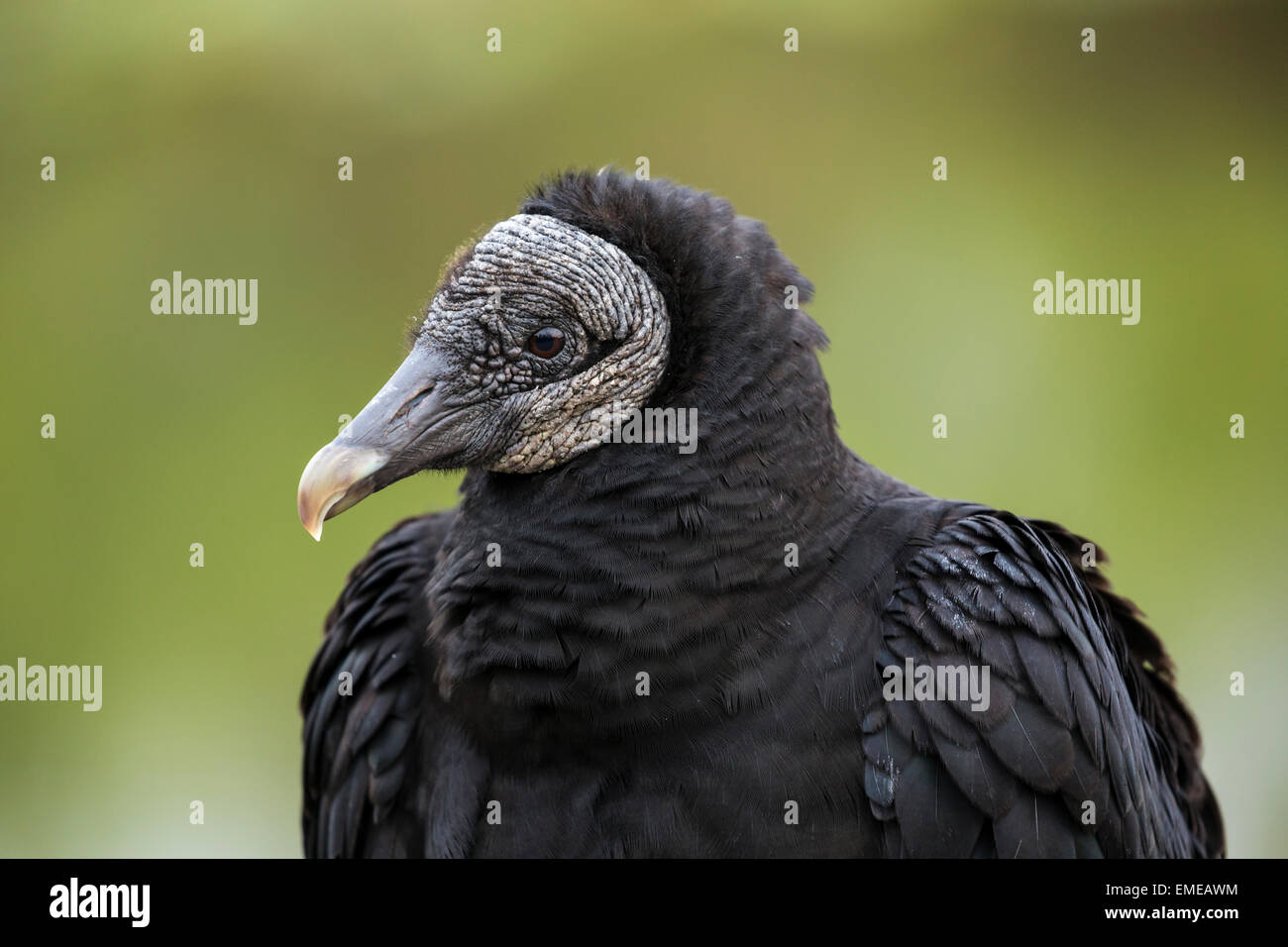 Portrait of a Black vulture (Coragyps atratus) along the Anhinga Trail in the Florida Everglades National Park. Stock Photo