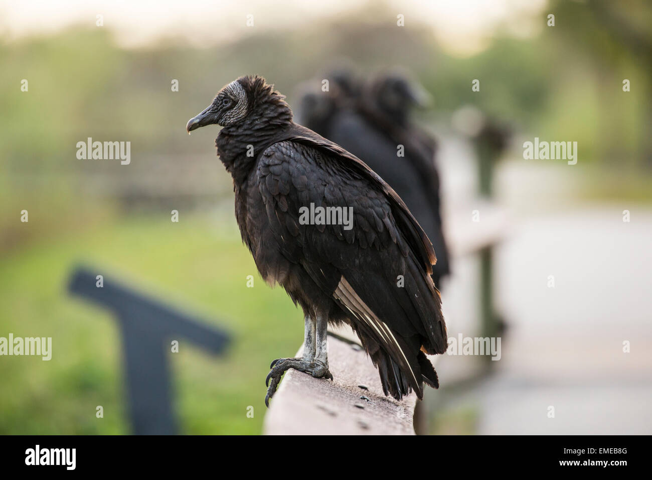Black vultures (Coragyps atratus) also known as the American black vulture along the Anhinga Trail in the Florida Everglades. Stock Photo
