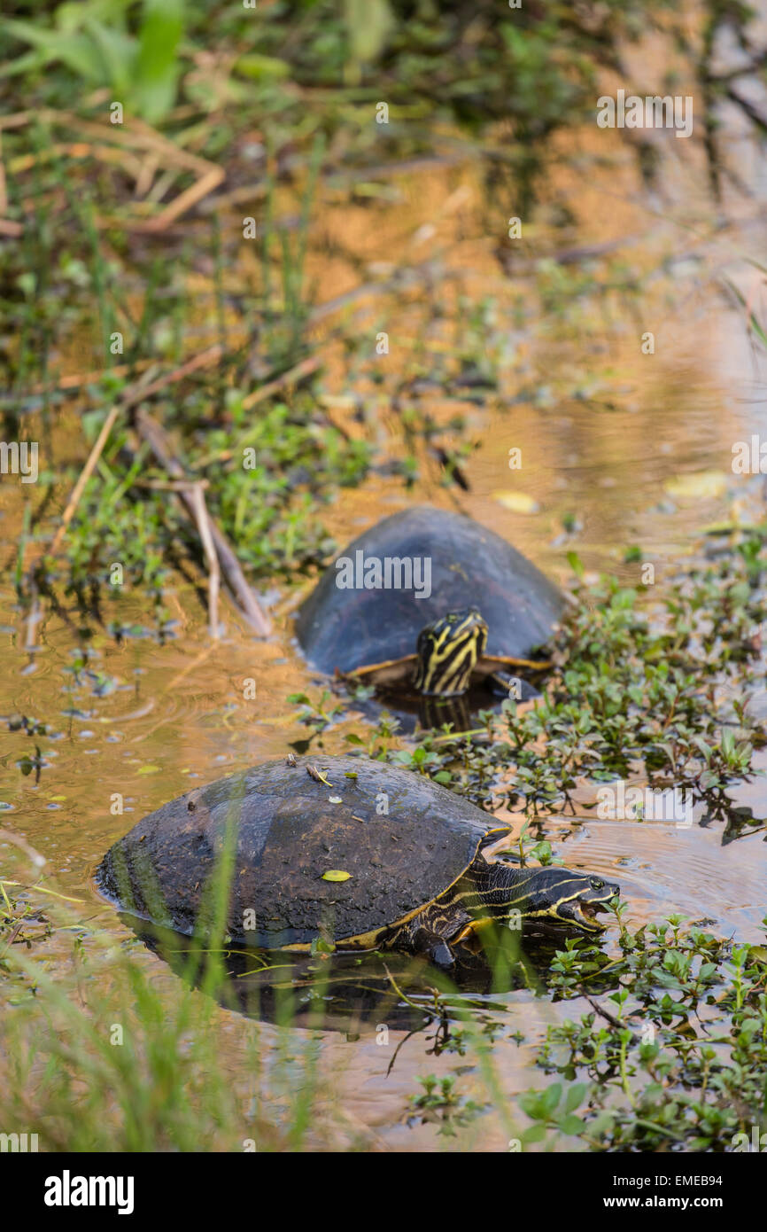 Florida red-bellied cooter or redbelly turtle (Pseudemys nelsoni) along the Anhinga Trail, Florida Everglades National Park. Stock Photo