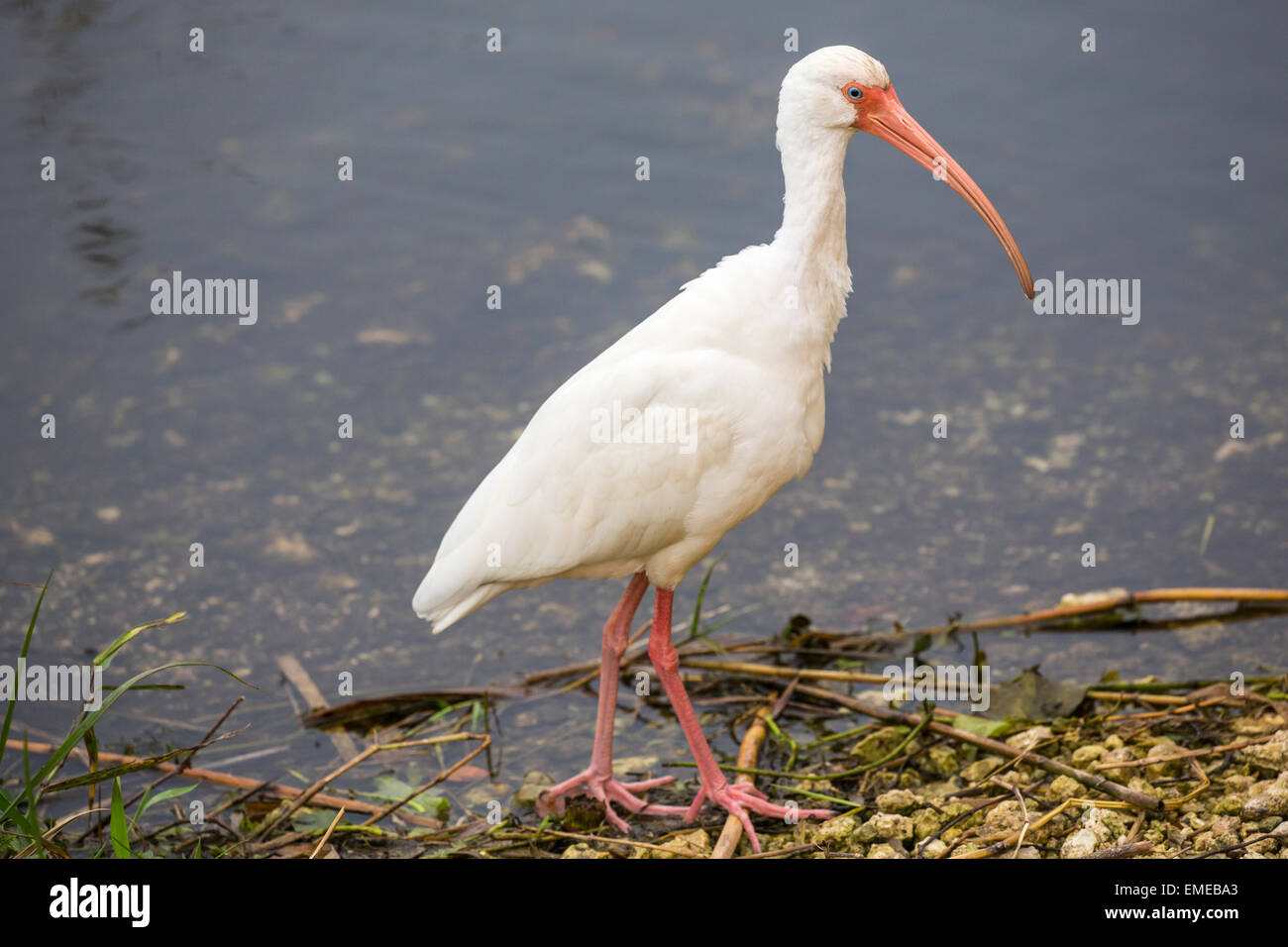 American white ibis (Eudocimus albus) at Eco Pond in the Florida Everglades National Park. Stock Photo