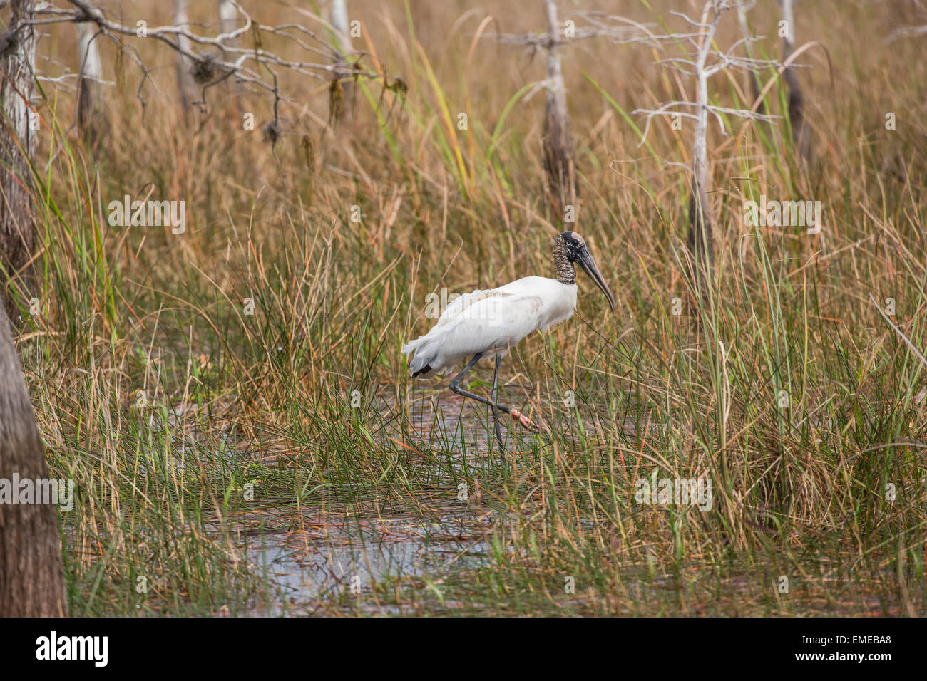 Wood stork (Mycteria americana) at Pa-hay-okee Overlook in the Florida Everglades National Park. Stock Photo