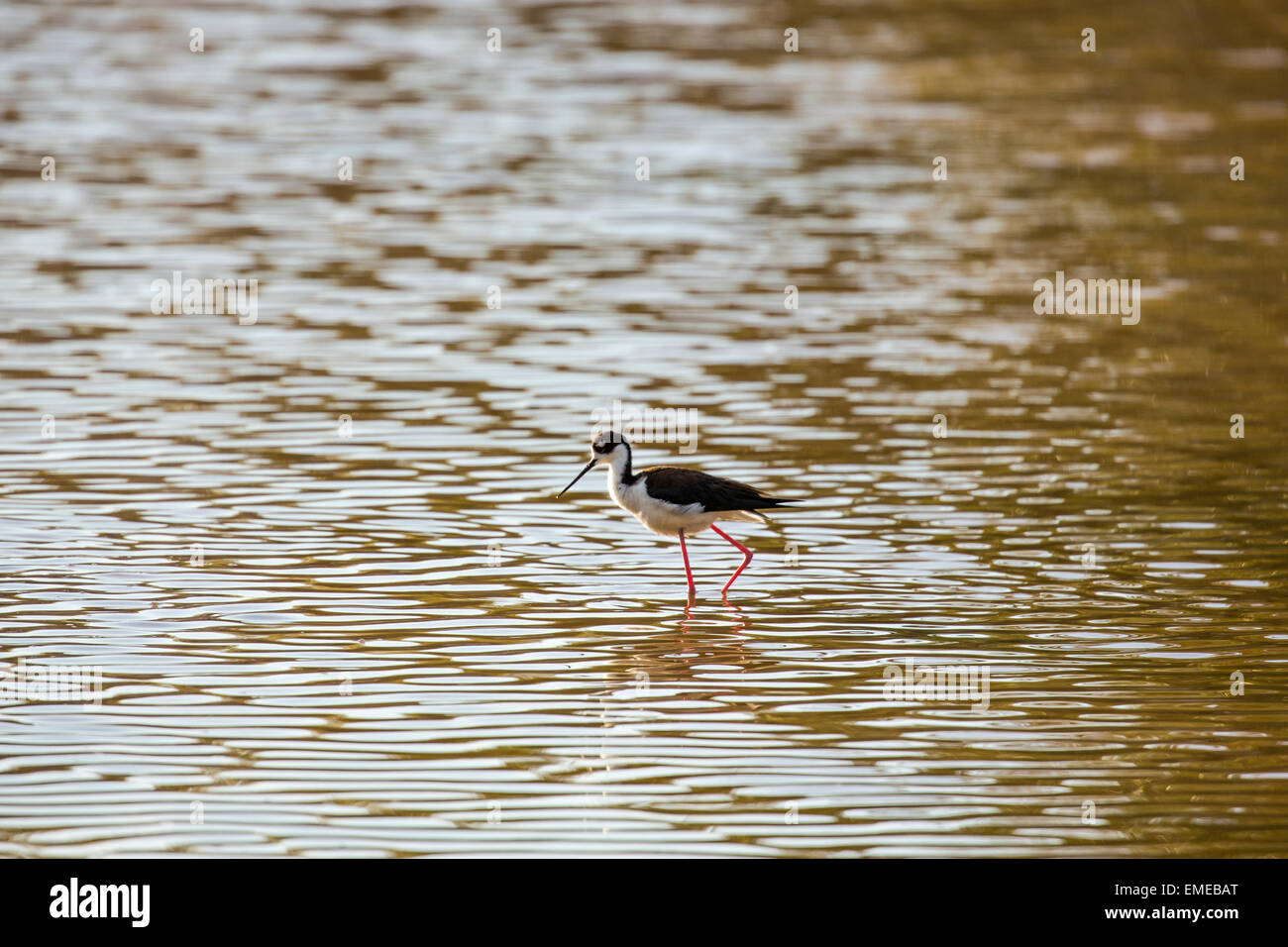 Black-necked Stilt (Himantopus mexicanus) wading at Eco pond in the Florida Everglades National Park. Stock Photo