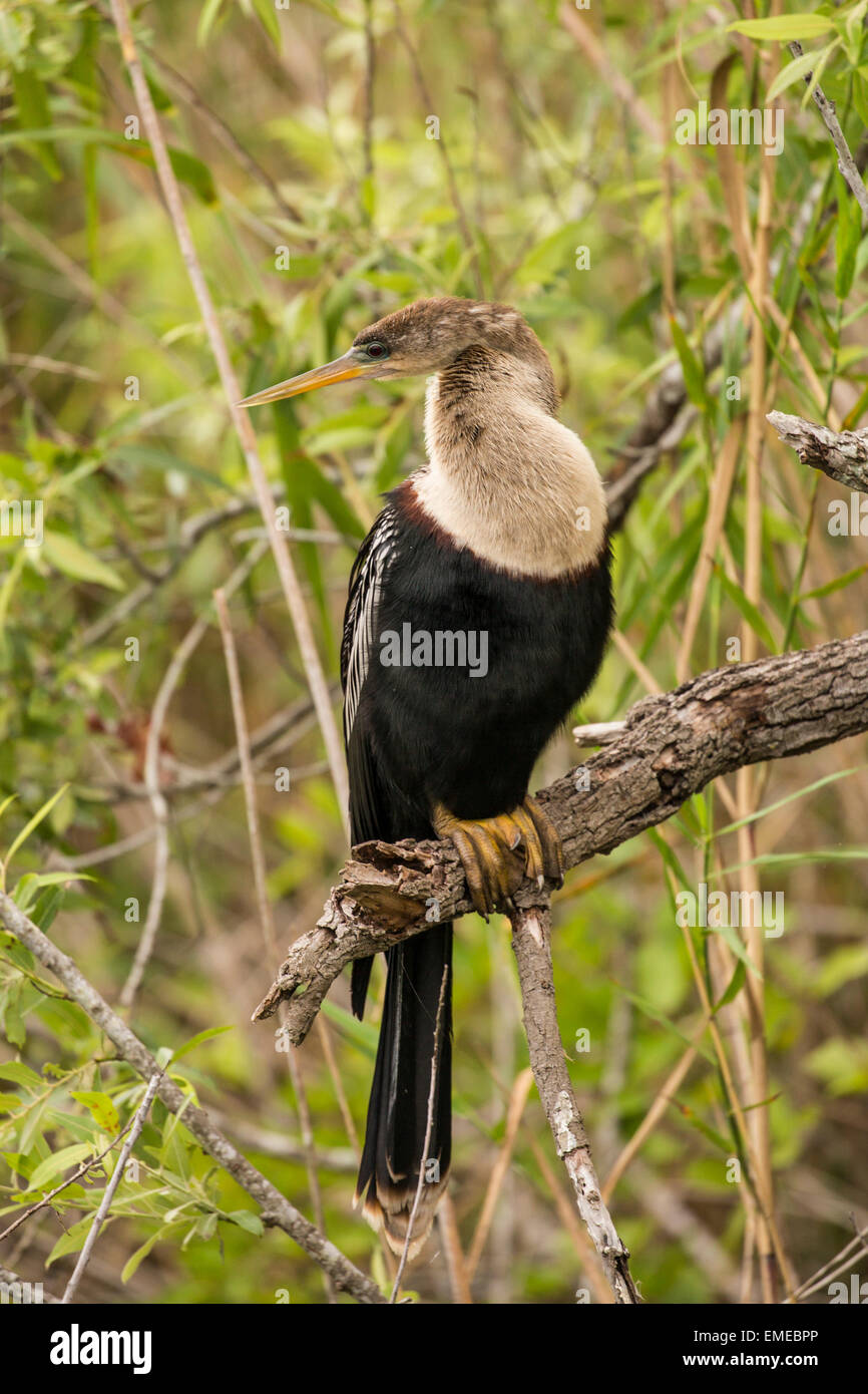 Cormorant anhinga hires stock photography and images Alamy