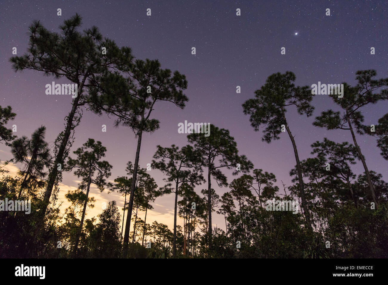 Pine trees reach towards the nighttime sky at Long Pine Key in the Florida Everglades National Park. Stock Photo