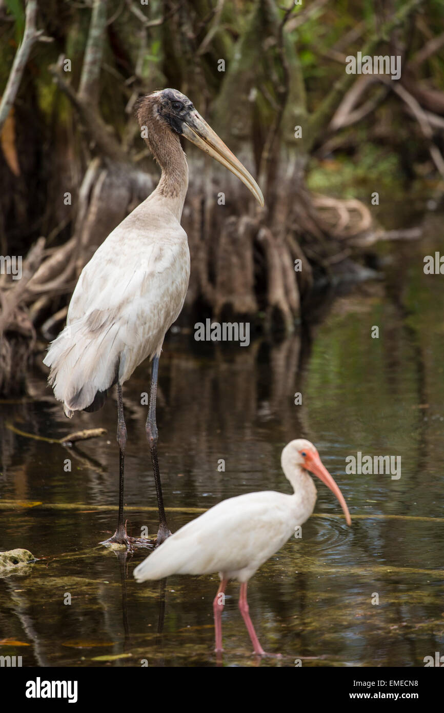 Wood stork (Mycteria americana) and an American white ibis (Eudocimus ...