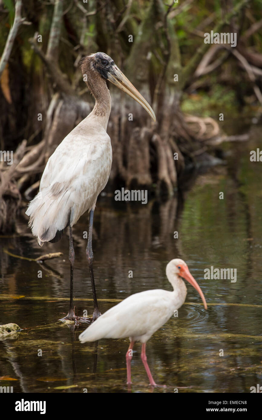 Wood stork (Mycteria americana) and an American white ibis (Eudocimus albus) in the Florida Everglades National Park. Stock Photo