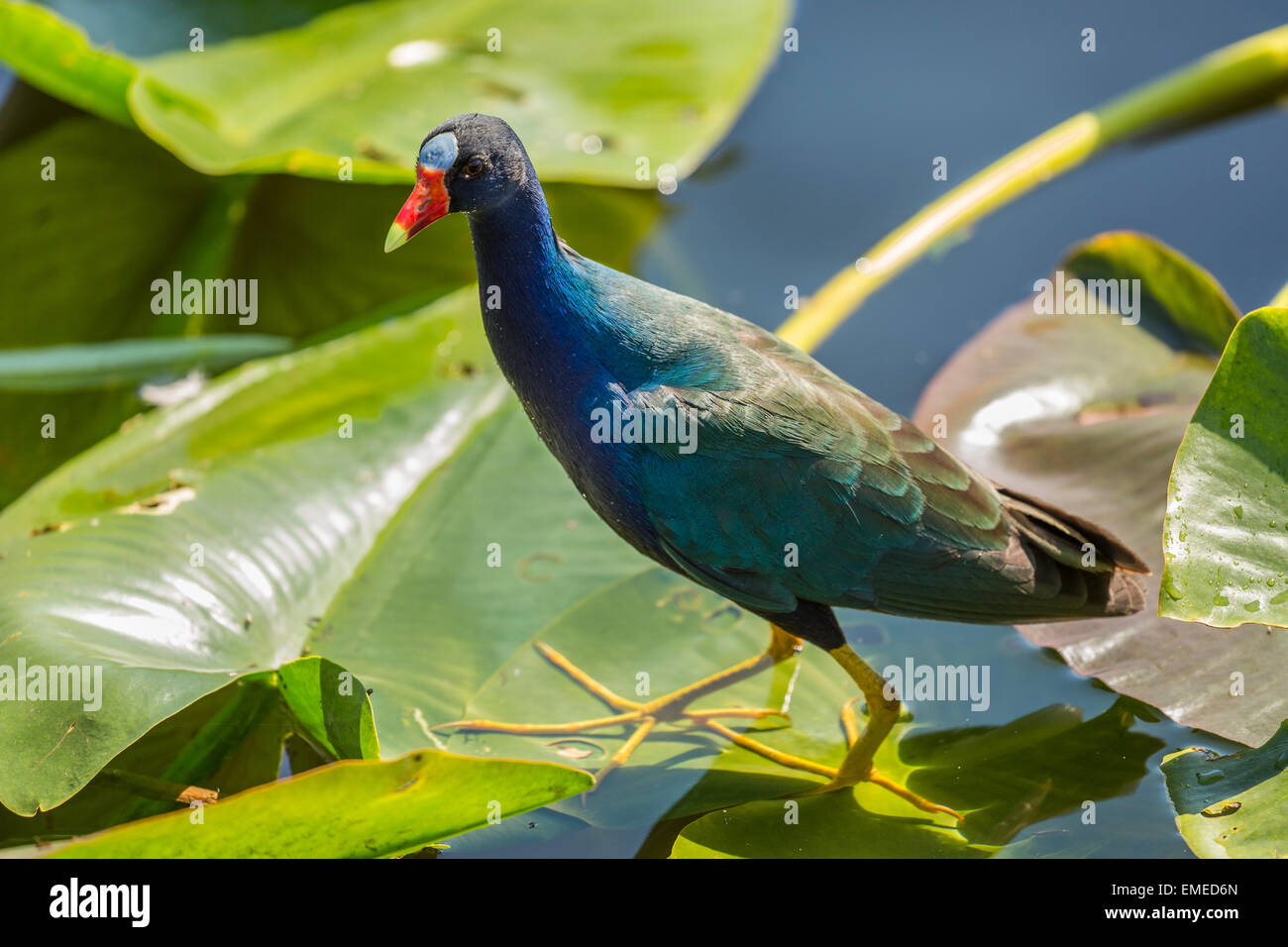 Purple gallinule (Porphyrio martinicus) at the Royal Palm visitor center in the Florida Everglades National Park. Stock Photo