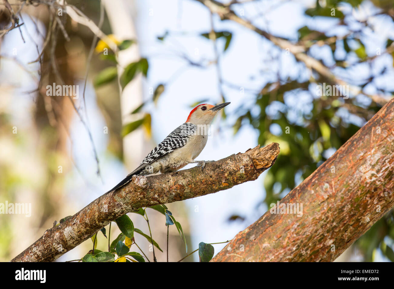 Red-bellied Woodpecker (Melanerpes carolinus) foraging in the Florida Everglades National Park, USA. Stock Photo