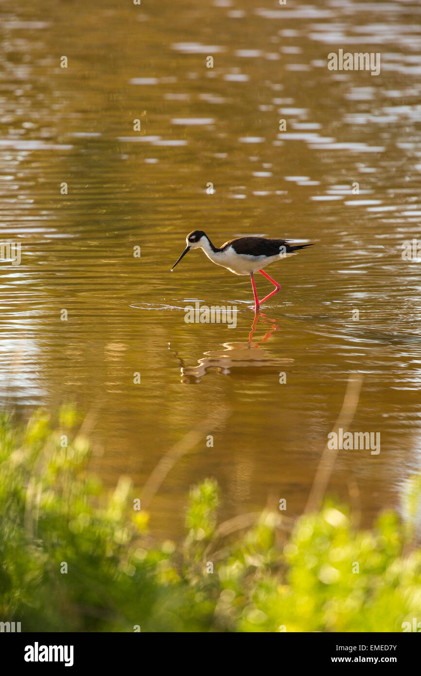 Black-necked Stilt (Himantopus mexicanus) wading at Eco pond in the Florida Everglades National Park. Stock Photo