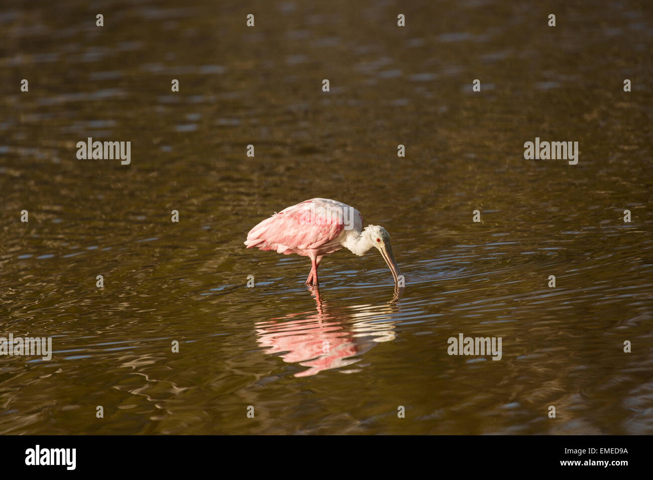 Roseate Spoonbill (Platalea ajaja) fishing at Eco Pond in the Florida Everglades National Park, USA. Stock Photo