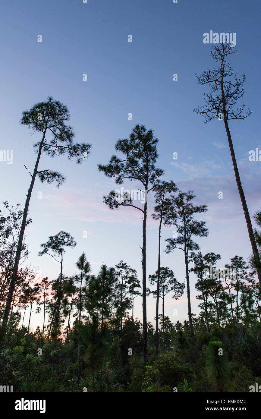 Pine trees reach towards the sky at Long Pine Key in the Florida Everglades National Park. Stock Photo