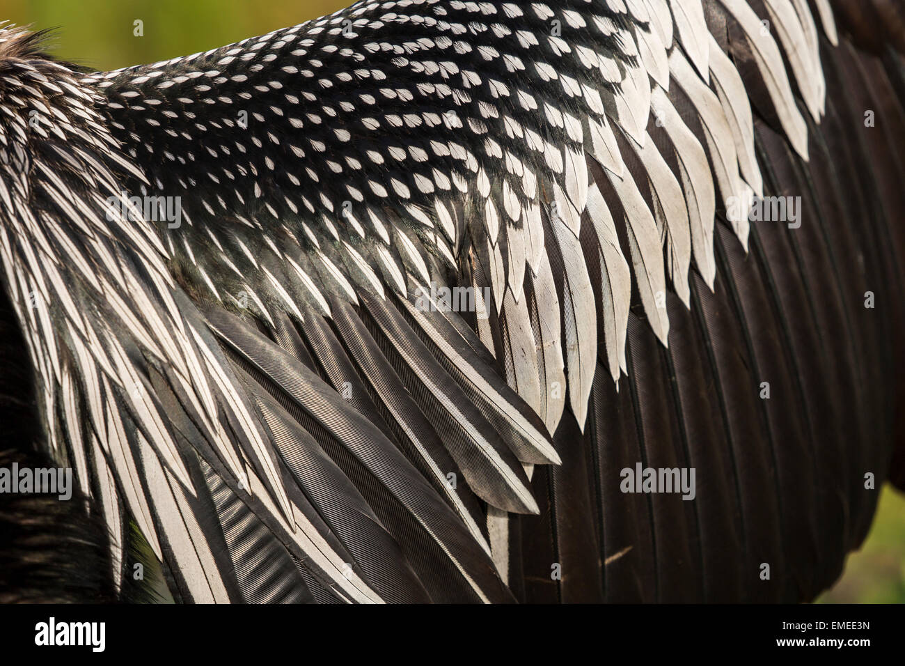 Drying wings of an Anhinga or American darter (Anhinga anhinga) in the Florida Everglades National Park, USA. Stock Photo