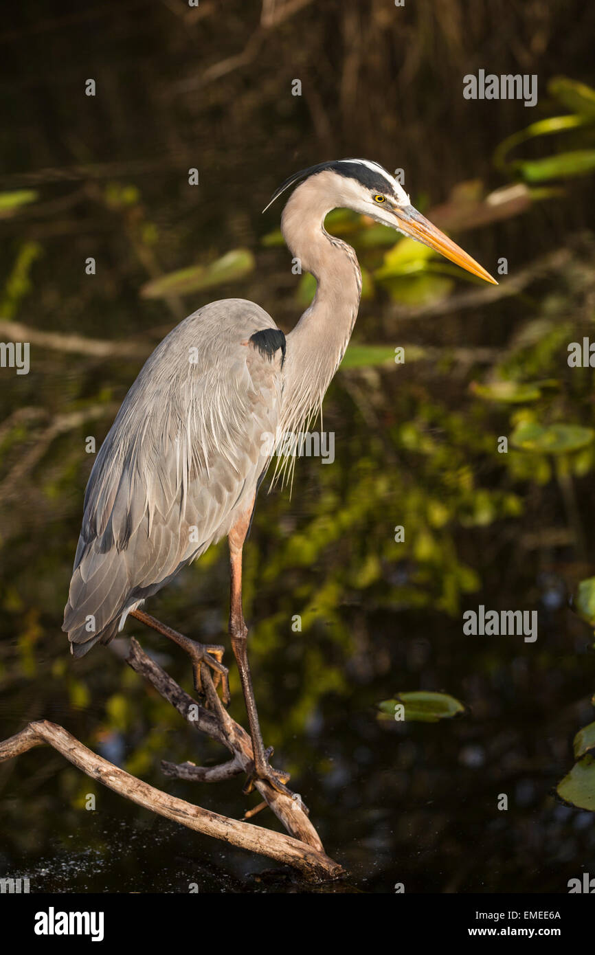 Great blue heron (Ardea herodias), Florida Everglades National Park, USA. Stock Photo