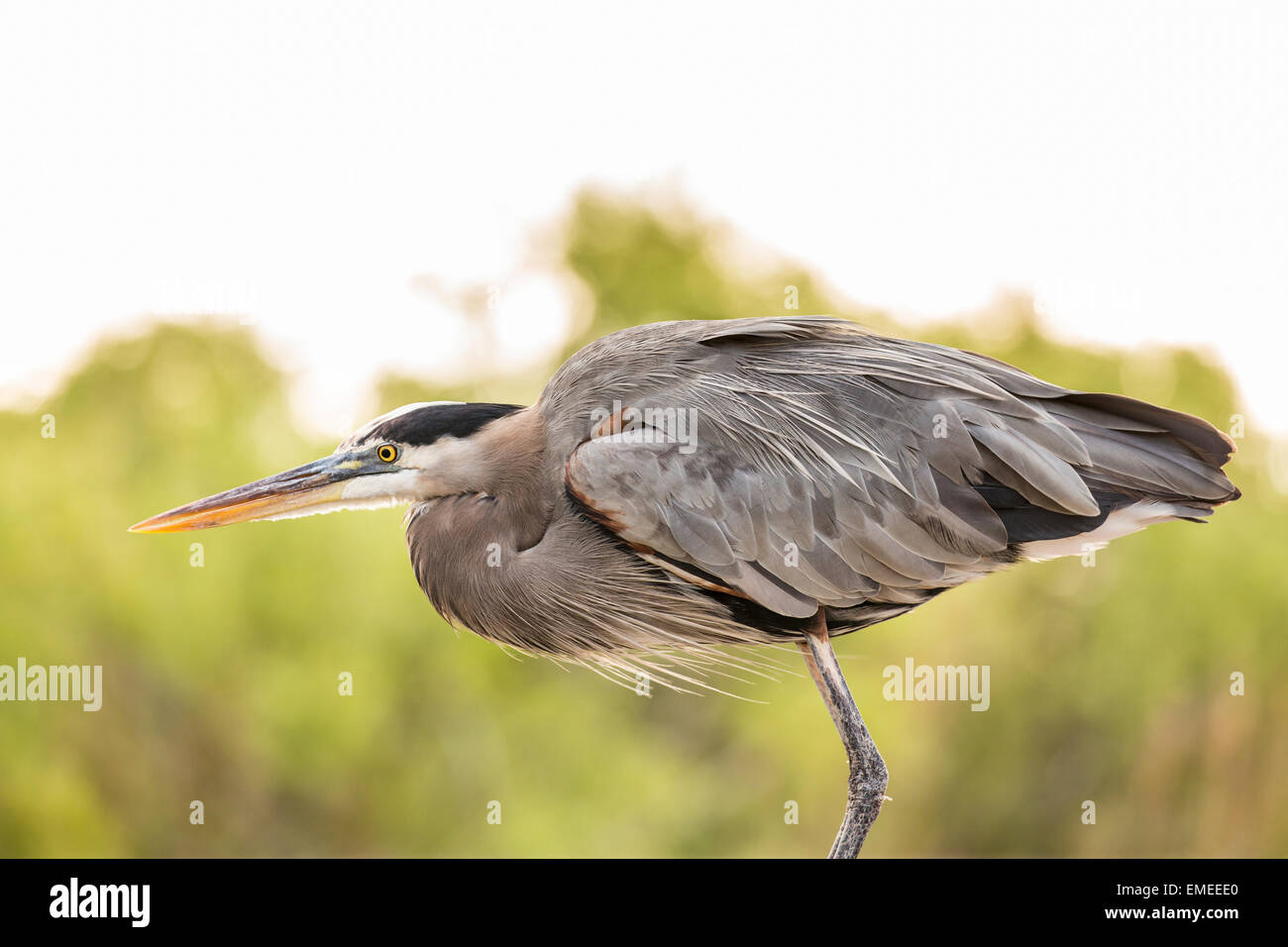 Great blue heron (Ardea herodias), Florida Everglades National Park, USA. Stock Photo