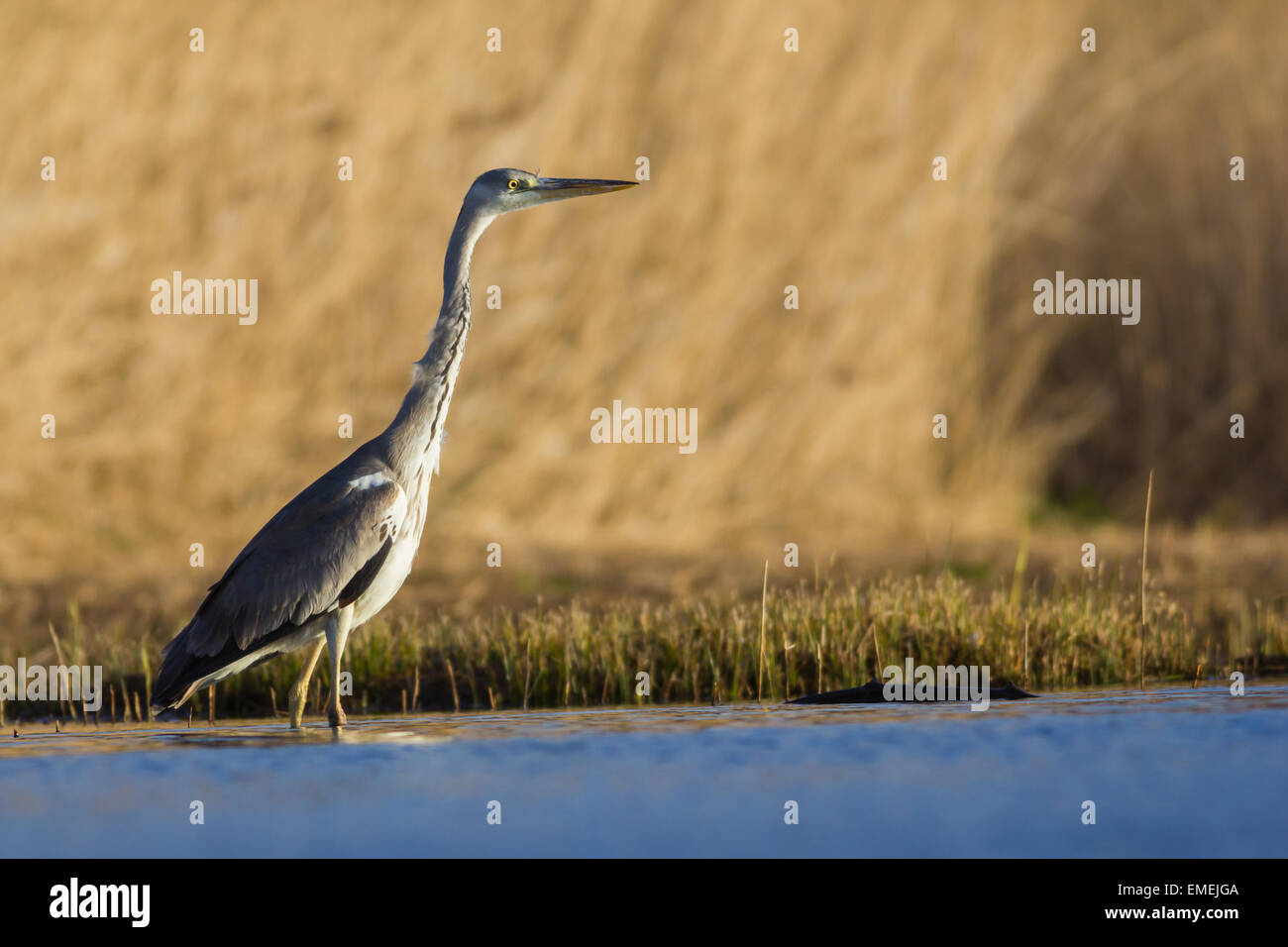Grey Heron Ardea cinerea, an individual wading in the reed bed habitat