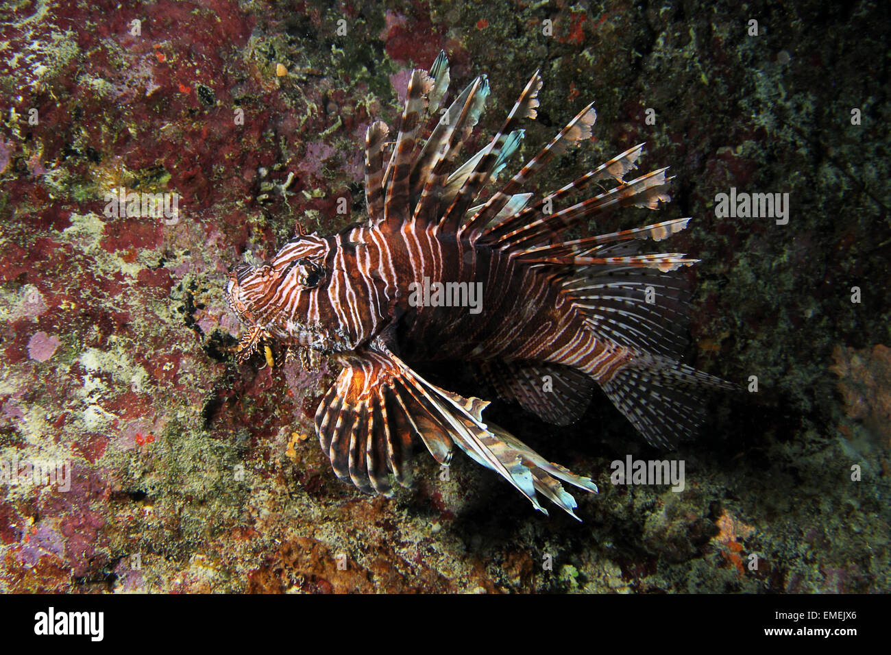 A beautiful but invasive Lionfish of the species Pterois miles. Photographed on the coral reefs of Curacao,Dutch Caribbean. Stock Photo