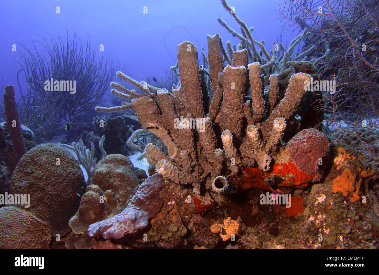 A patch of beautiful reef including corals and sponge's along the reefs of Curacao, Caribbean Stock Photo