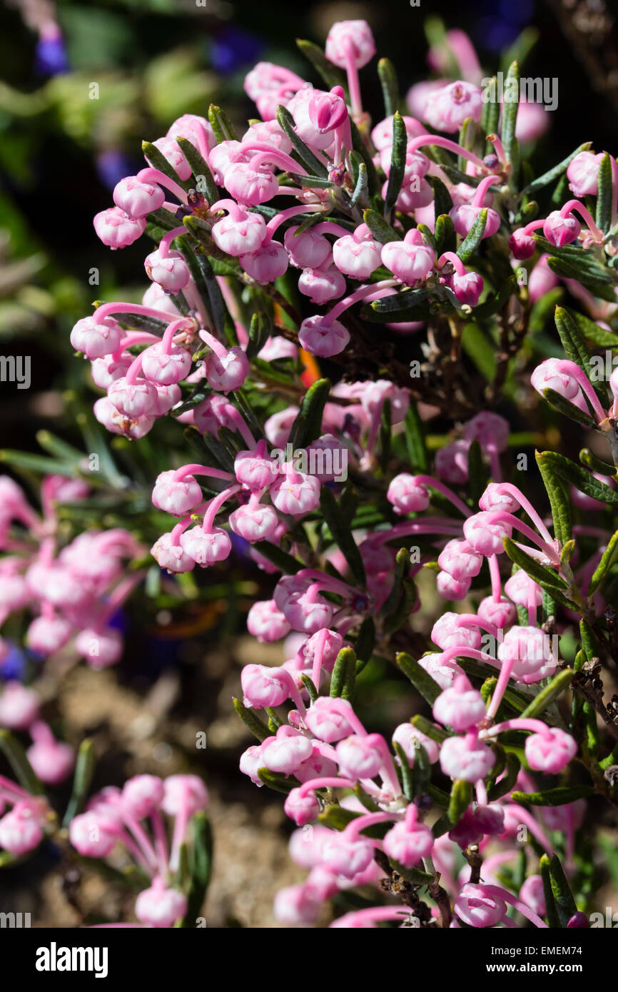 Pink bell flowers of the evergreen Bog Rosemary, Andromeda polifolia 'Blue Ice' Stock Photo