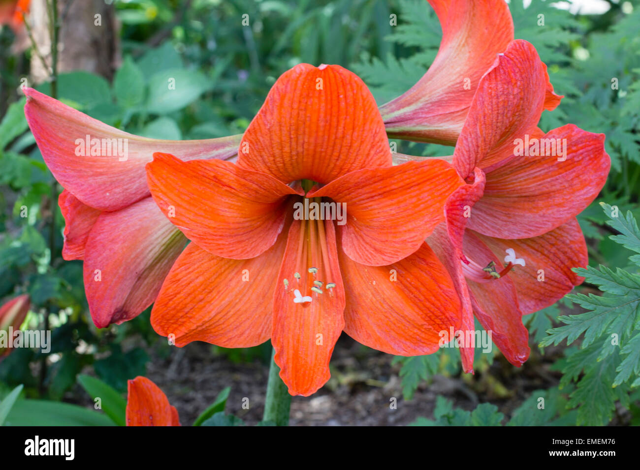 Flower head of the florist's Amaryllis, Hippeastrum 'Naranja' Stock Photo