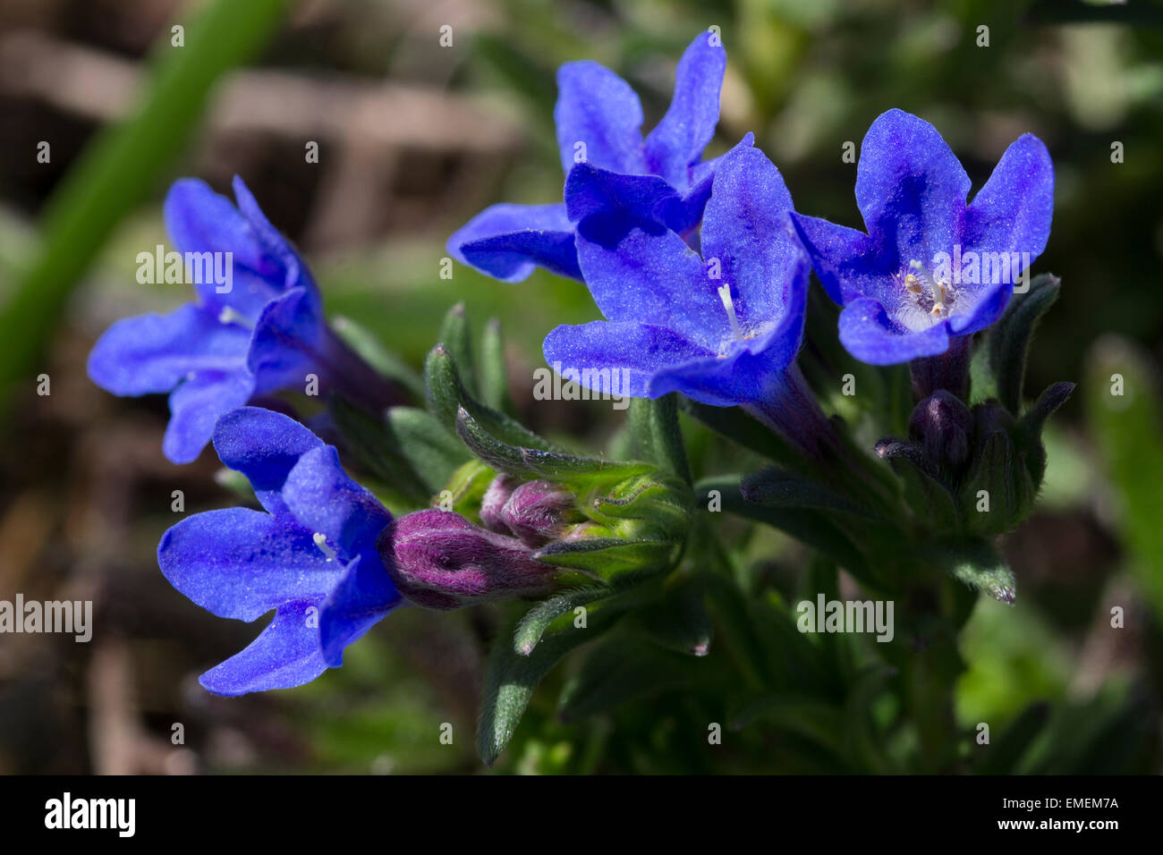 Intense blue flowers of the mat forming evergreen, Lithodora diffusa 'Heavenly Blue' Stock Photo