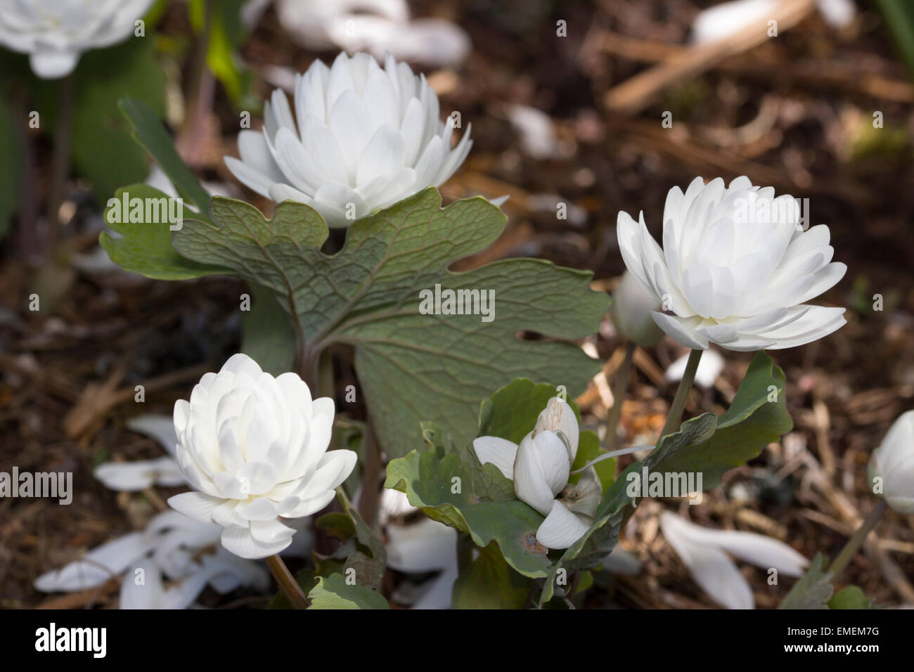 Double white flowers of the spring blooming bloodroot, Sanguinaria canadensis f. multiplex 'Plena' Stock Photo
