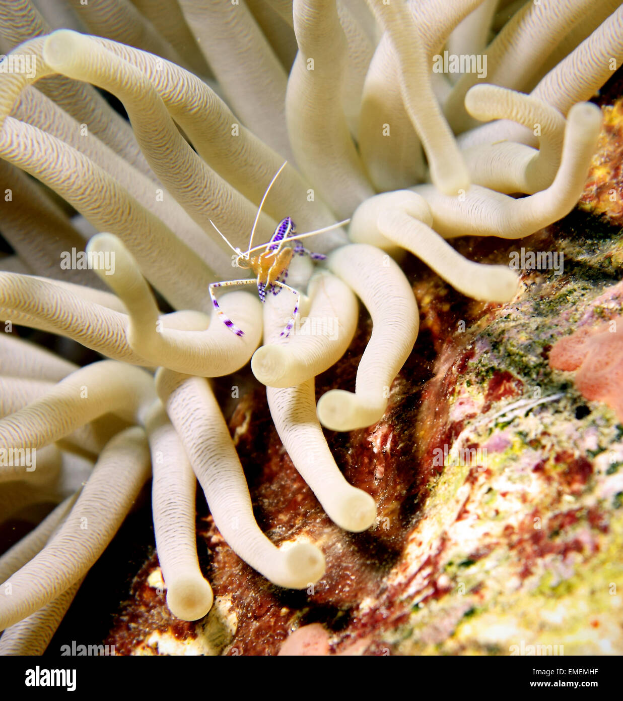 A tiny and colorful Pederson's shrimp at home among the tentacles of a sea anemone. Stock Photo