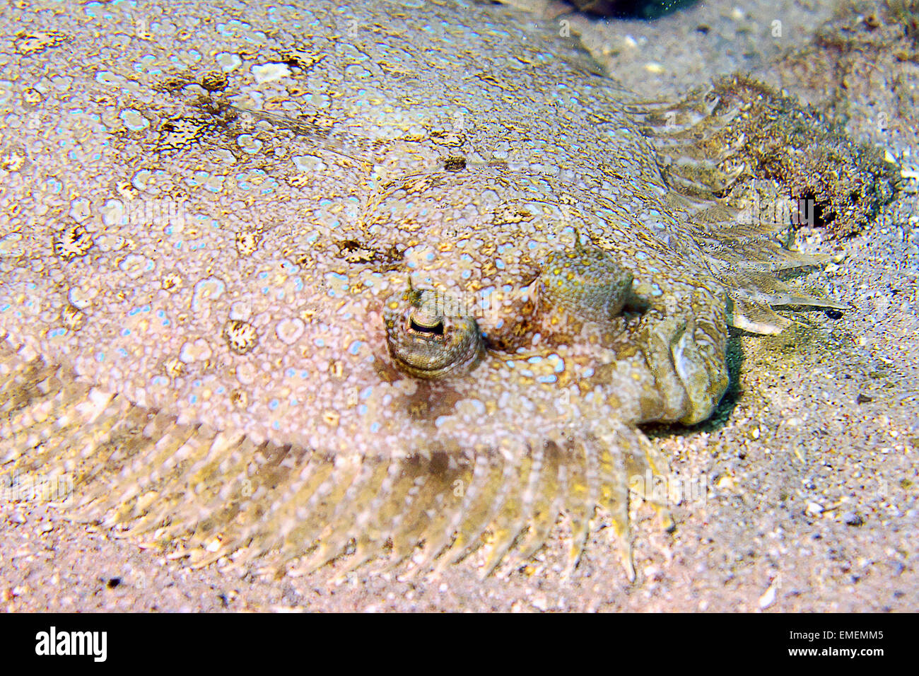 A Peacock flounder camouflaged in the sand. Stock Photo