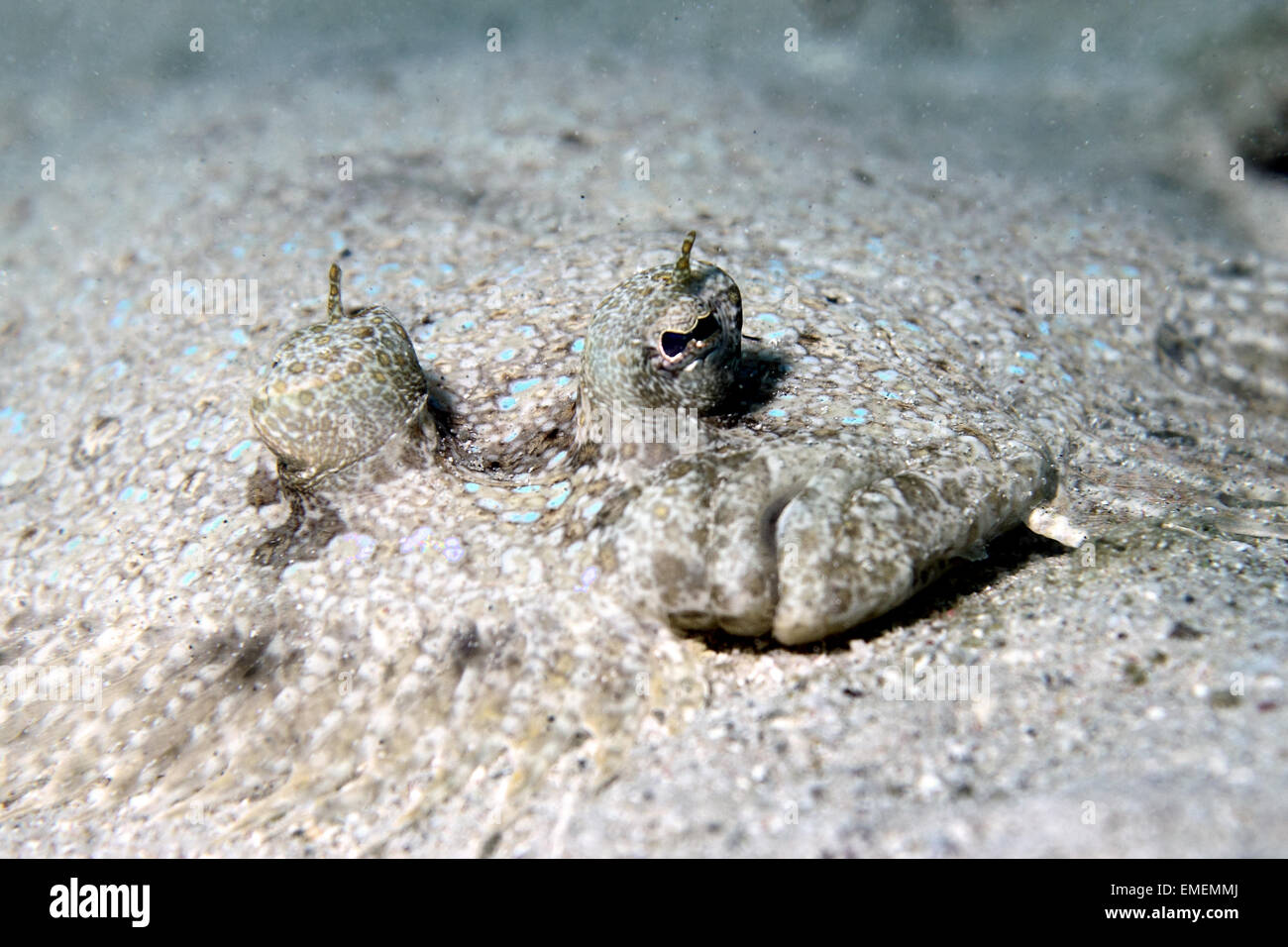 Close up of a Peacock flounder camouflaged in the sand. Stock Photo
