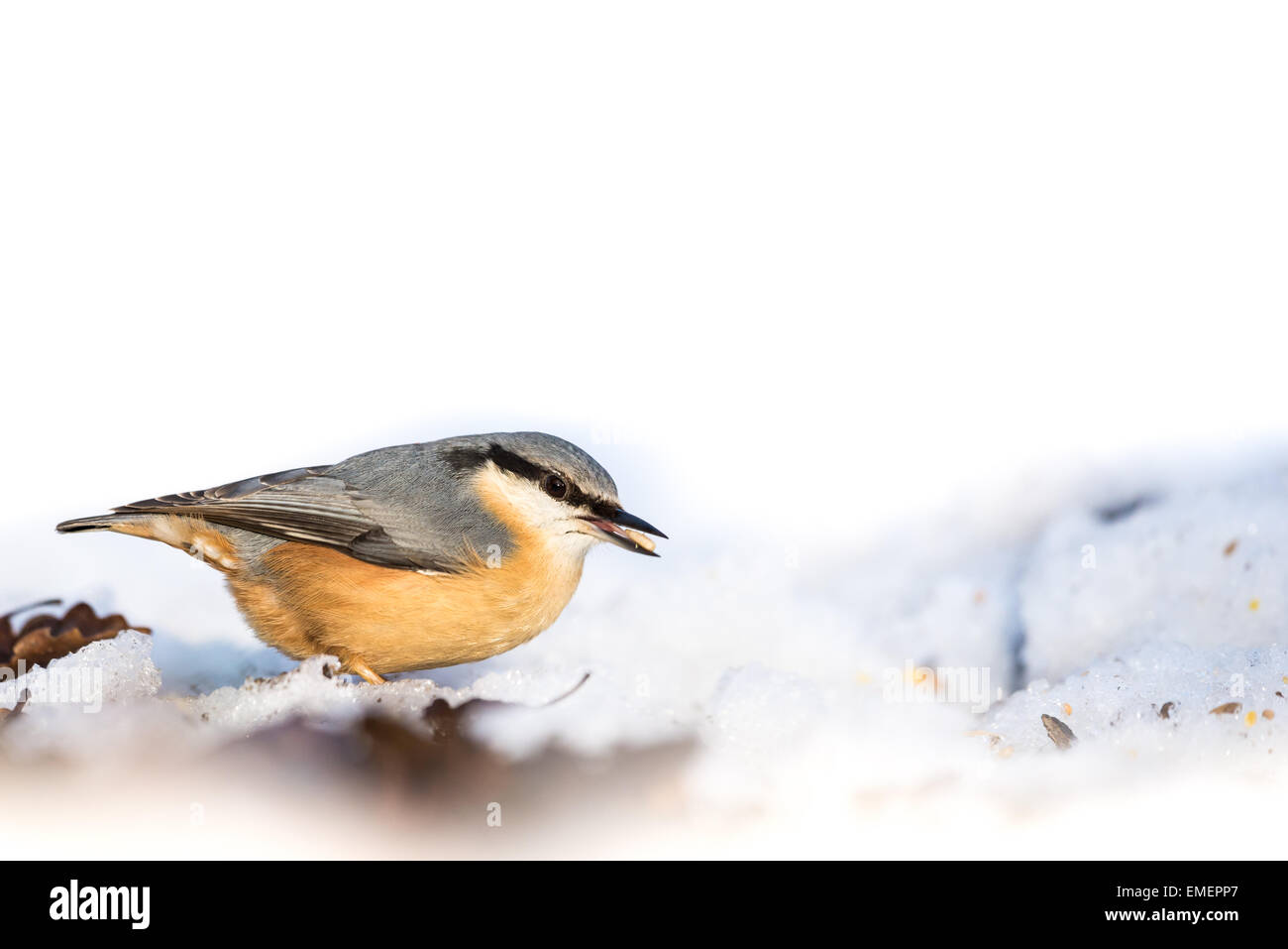 Nuthatch Sitta europaea, foraging for food on the snow covered ground, Brocton, Staffordshire Stock Photo