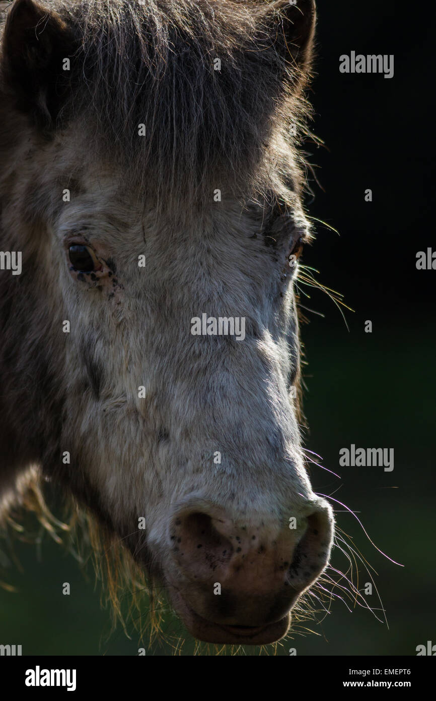 A portrait of a pony, UK Stock Photo