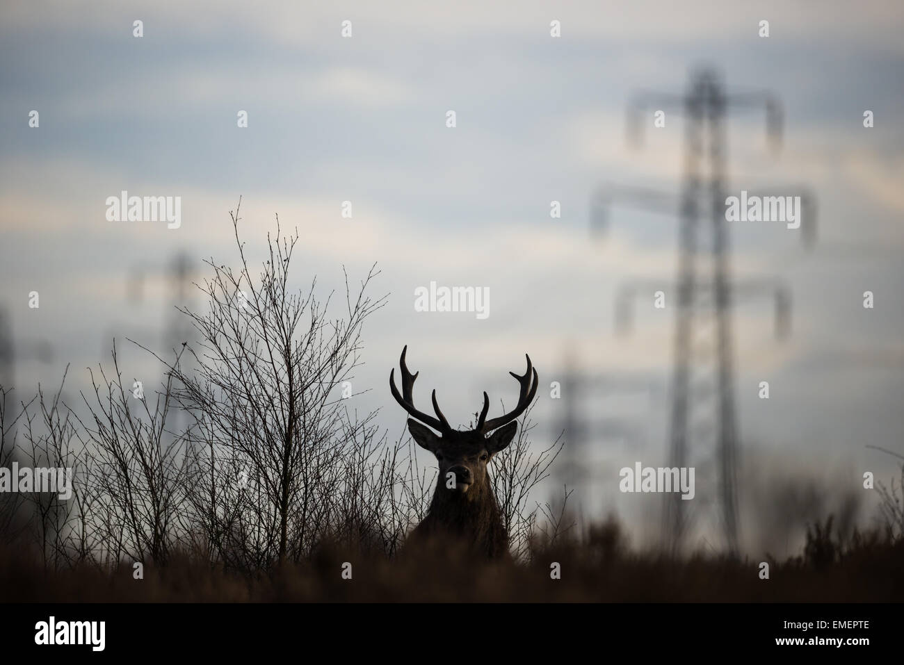 Red deer Cervus elaphus, a stag stands alert on an urban grassland with pylons in the background, Norton Canes, Staffordshire Stock Photo