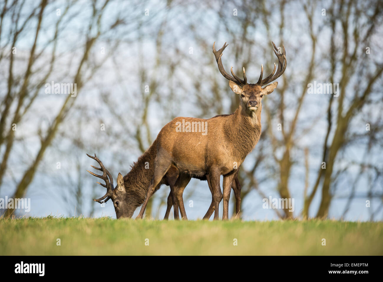 Red deer Cervus elaphus, two stags create the illusion of a two-headed stag with eight legs, Norton Canes, Staffordshire Stock Photo