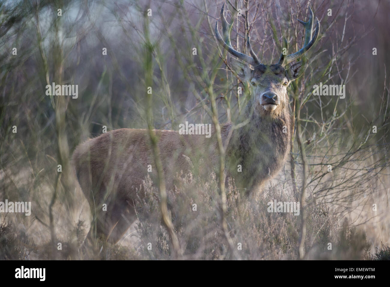 Red deer living amongst an urban environment in Staffordshire. Stock Photo